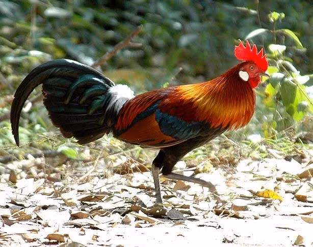 Gà rừng thương phẩm hiện đang được bán với giá 700.000 đồng/con Gà rừng thương phẩm hiện đang được bán với giá 700.000 đồng/con