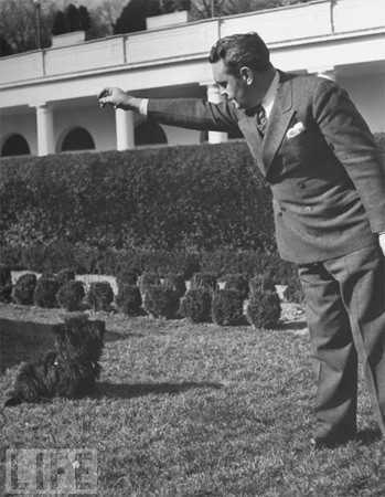 Chó của TT Franklin Delano Roosevelt chơi đùa với người bảo vệ ông năm 1941.