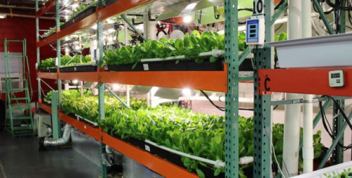 Trang trại trong nhà chạy bằng năng lượng Mặt Trời đầu tiên trên thế giới - 3