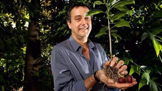 Cây blushwood Queensland. Ảnh Medical Xpress