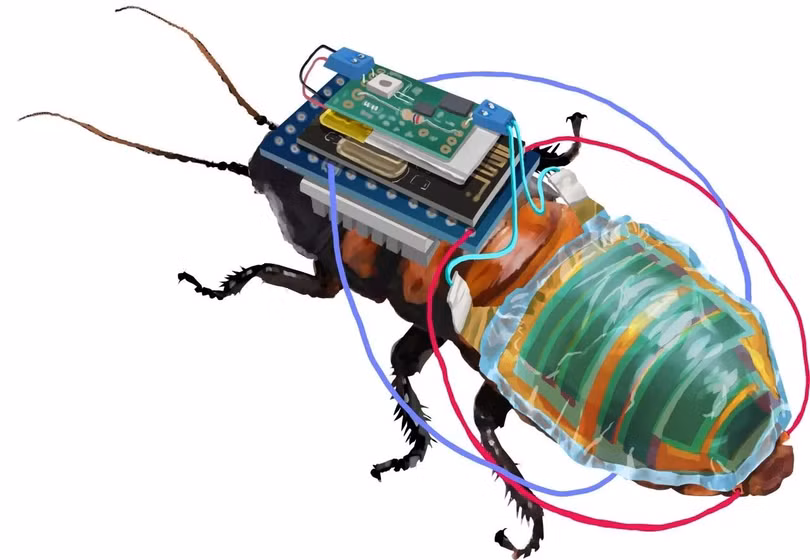  Con gián cyborg. Ảnh SciTechDaily.