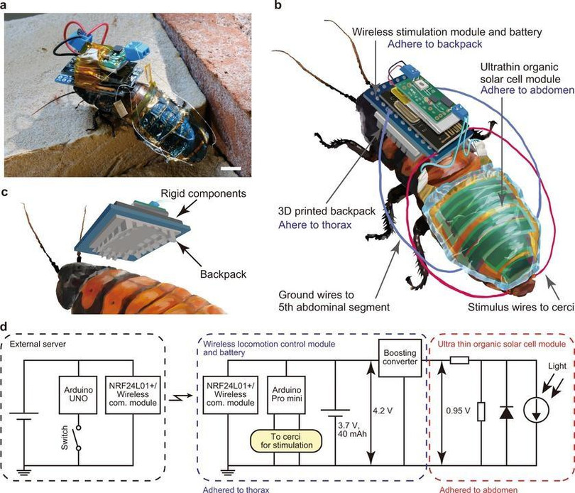 Cấu trúc thiết kế một con gián cyborg. Ảnh SciTechDaily. Cấu trúc thiết kế một con gián cyborg. Ảnh SciTechDaily.