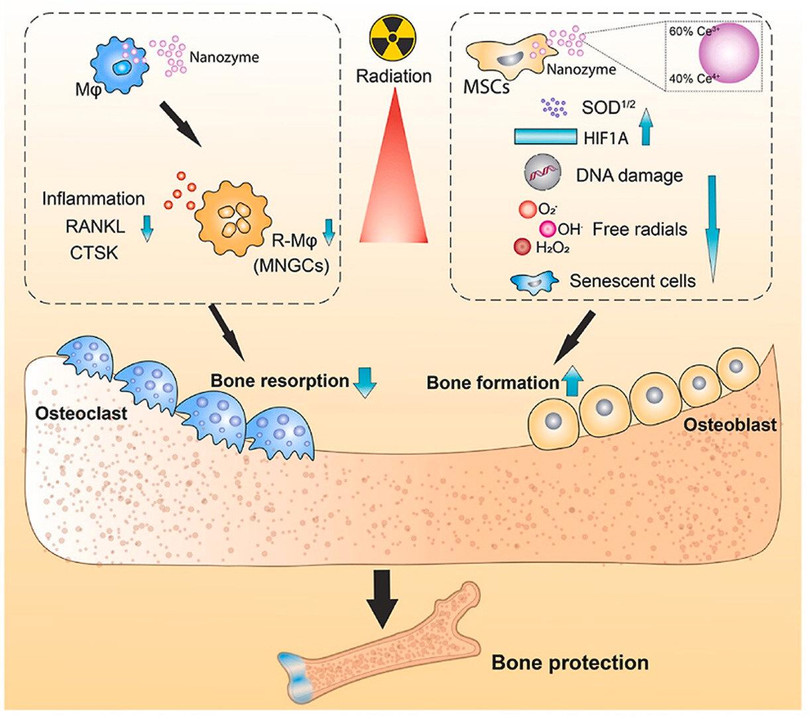 Sơ đồ các hạt nano ôxít xeri, nanoceria ngăn chặn bảo vệ xương chống ô xy hóa. Ảnh Phis.org Sơ đồ các hạt nano ôxít xeri, nanoceria ngăn chặn bảo vệ xương chống ô xy hóa. Ảnh Phis.org
