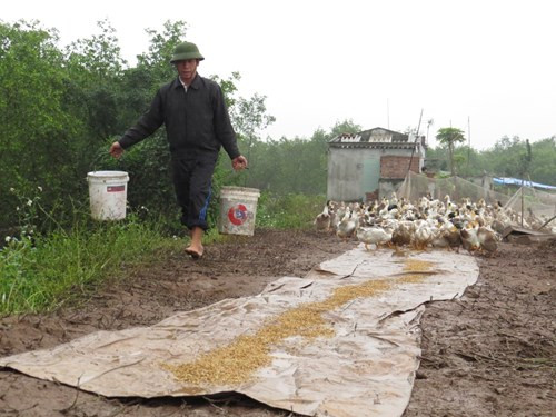 Anh em ông Đoàn Văn Vươn: Đàn vịt biển “và con tim đã vui trở lại“ ảnh 3 Anh em ông Đoàn Văn Vươn, người đàn ông 'vịt biển' của gia đình - ảnh 5