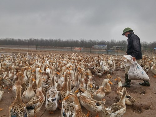 Anh em ông Đoàn Văn Vươn: Đàn vịt biển “và con tim đã vui trở lại“ ảnh 4 Anh em ông Đoàn Văn Vươn, người đàn ông 'vịt biển' của gia đình - ảnh 6