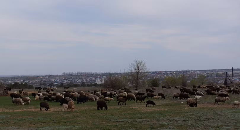 Bãi chăn thả gia súc của công ty