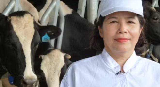 Bán con bò sữa tỷ đô: Nhà nghèo 'đếm cua trong lỗ' ảnh 2