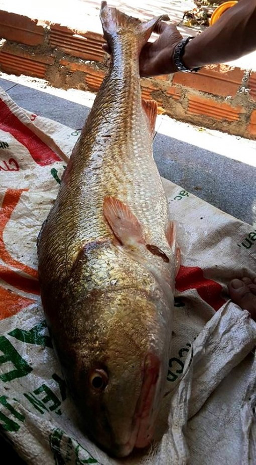 300 triệu đồng vẫn không mua được cá sủ vàng quý hiếm ảnh 1