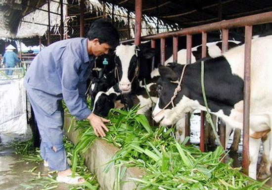 Hanoi milk, TH true milk, IDP... sẵn sàng dàn trận ảnh 1