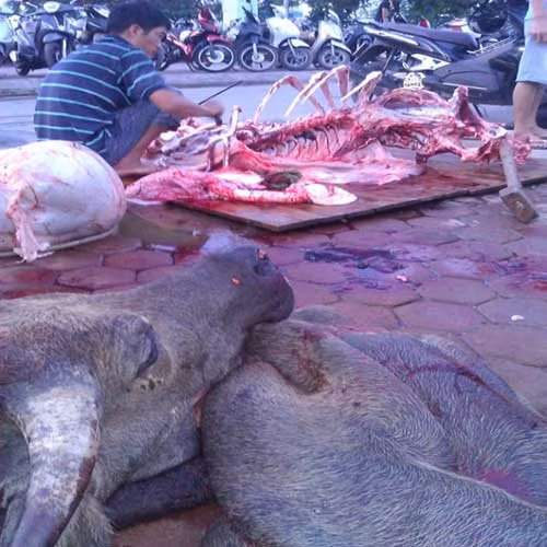 Một "đồ tể" đang lọc mỡ, gân lợn sề chuẩn bị tẩm ướp thành thịt bò.