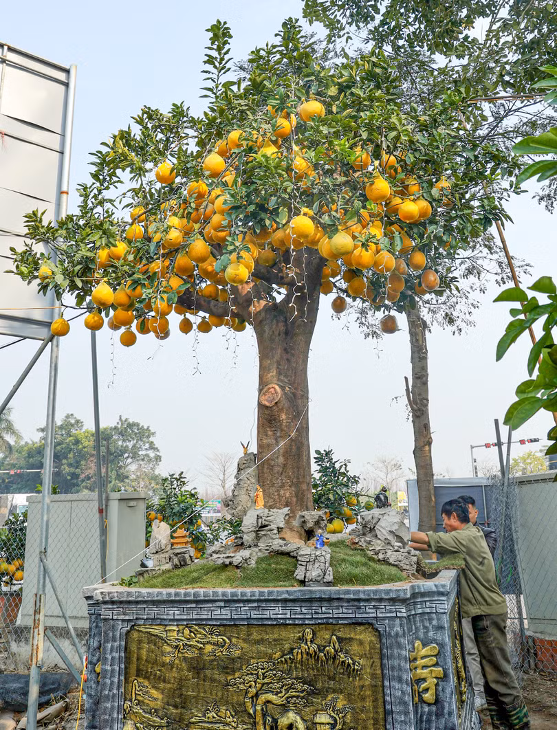 Cây bưởi diễn cảnh ở H.Gia Lâm (Ảnh: Thanh Niên)