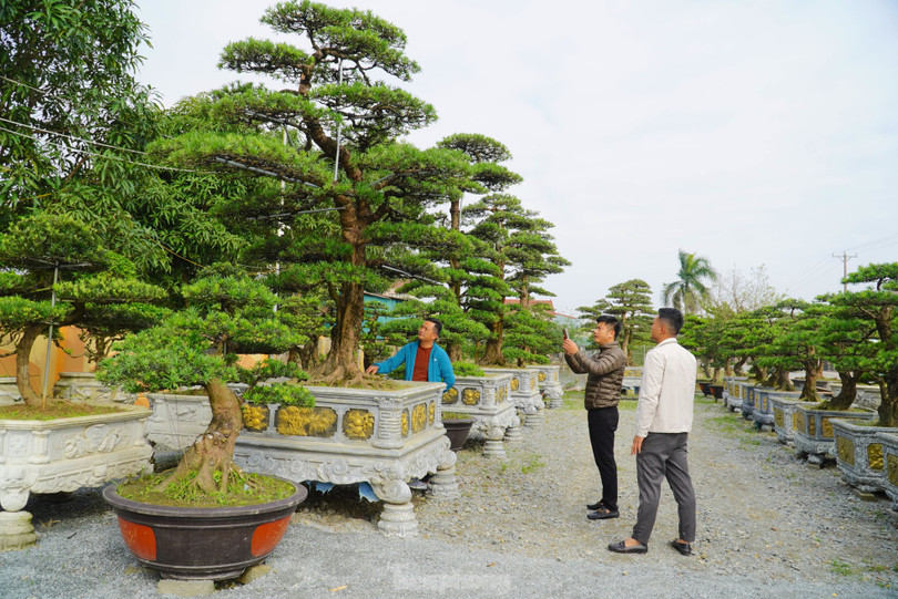 Người dân mua tùng La Hán tại Hà Tĩnh (Ảnh: Tiền phong) Người dân mua tùng La Hán tại Hà Tĩnh (Ảnh: Tiền phong)