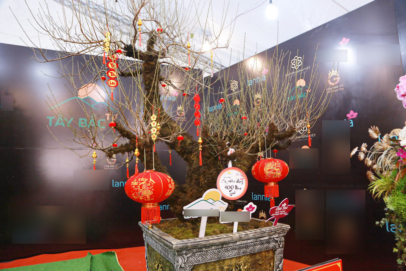 Đây là một gốc đào cổ thụ với tuổi đời lên đến 100 năm (Ảnh: Thanh Niên) Đây là một gốc đào cổ thụ với tuổi đời lên đến 100 năm (Ảnh: Thanh Niên)