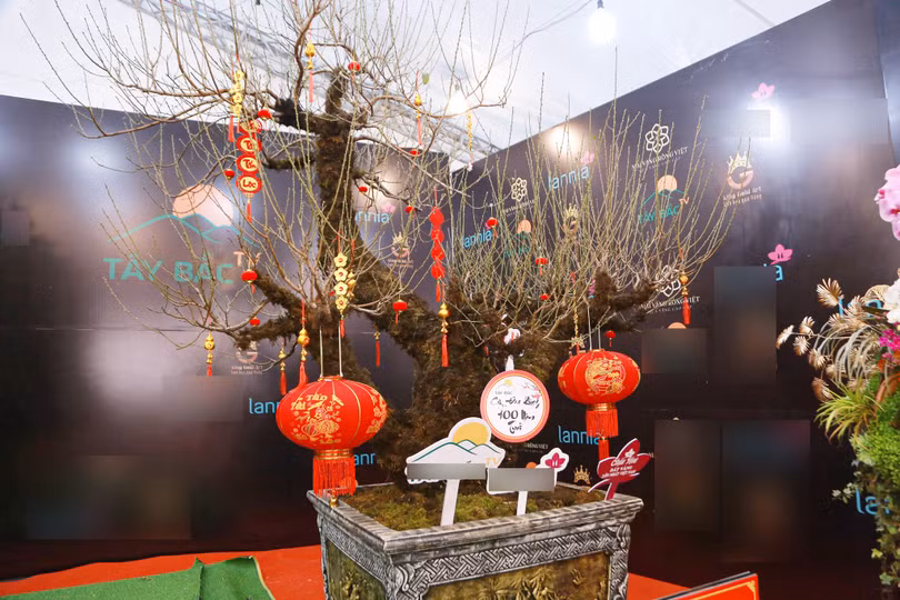 Đây là một gốc đào cổ thụ với tuổi đời lên đến 100 năm (Ảnh: Thanh Niên)