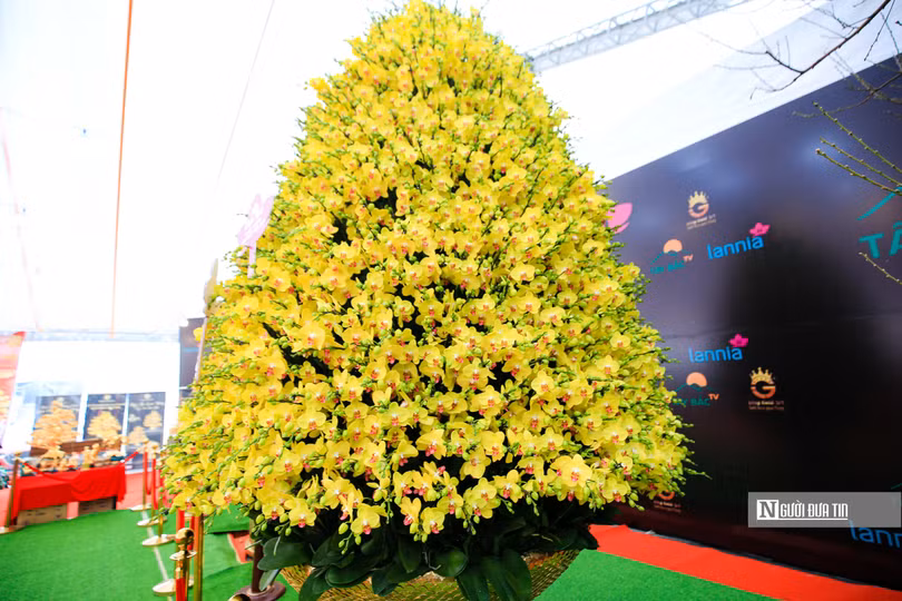 Chậu lan "Phú Quý khổng lồ" (Ảnh: Người đưa tin)