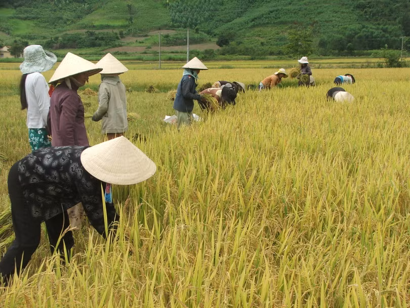 Ảnh minh họa (Nguồn: Internet)