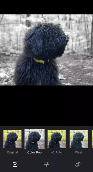 Hiệu ứng Color Pop. Ảnh: CNET Ảnh: CNET