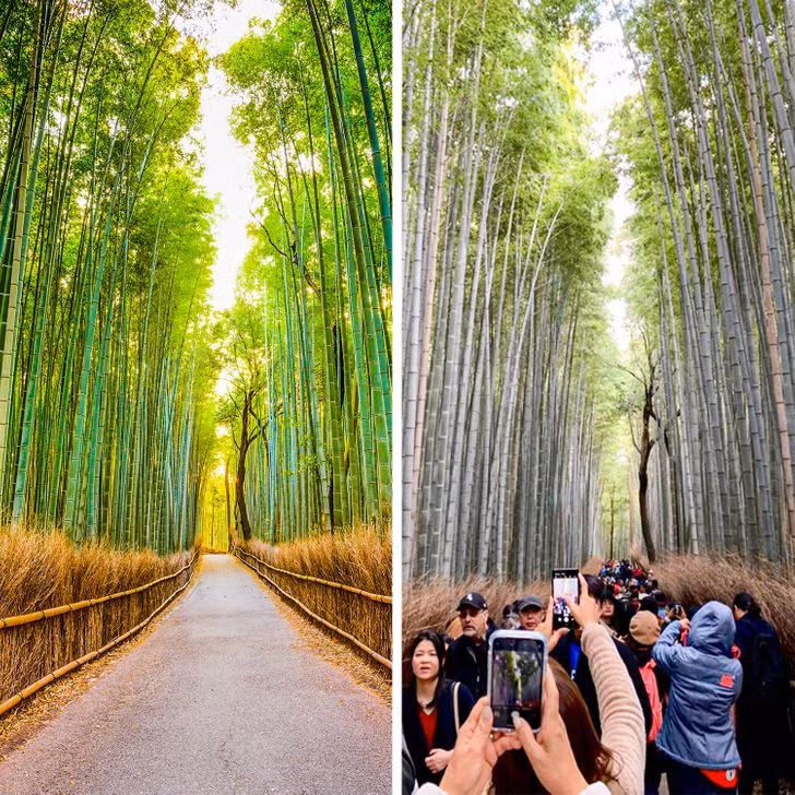 Rừng tre Sagano. Ảnh: BrightSide Ảnh: BrightSide