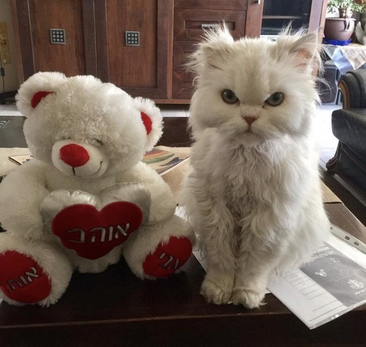 Ảnh: BrightSide Ảnh: BrightSide