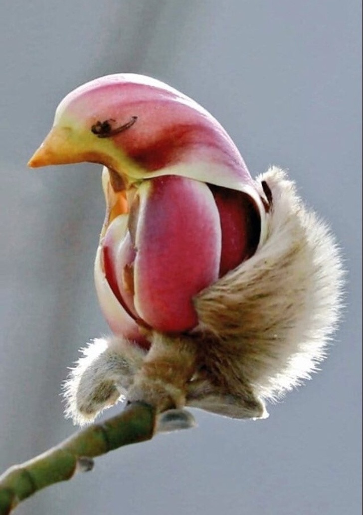 Ảnh: BrightSide Ảnh: BrightSide