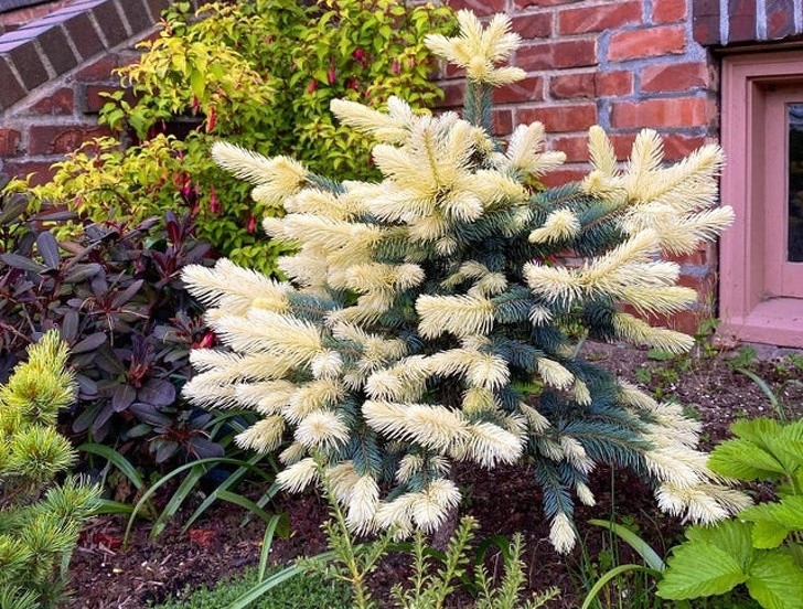 Ảnh: BrightSide Ảnh: BrightSide