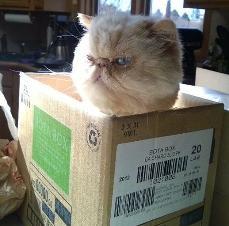 Ảnh: BrightSide Ảnh: BrightSide