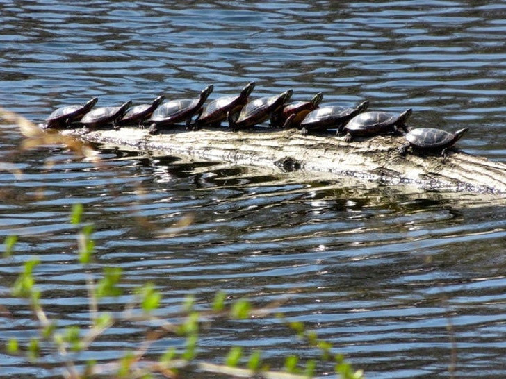 Ảnh: BrightSide Ảnh: BrightSide