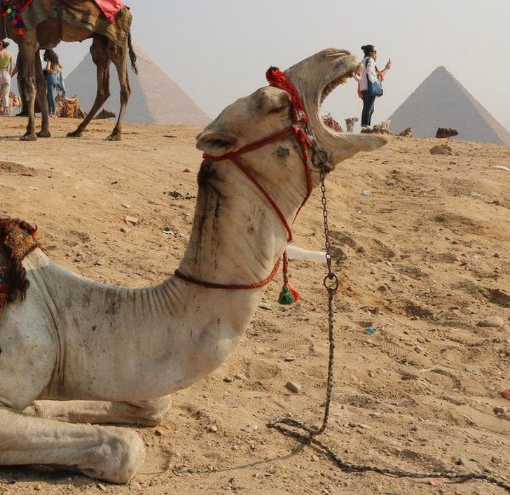 Ảnh: BrightSide Ảnh: BrightSide