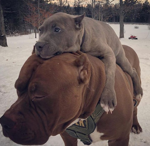 Ảnh: BrightSide Ảnh: BrightSide