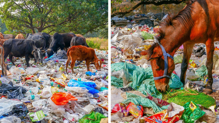 Ảnh: BrightSide Ảnh: BrightSide