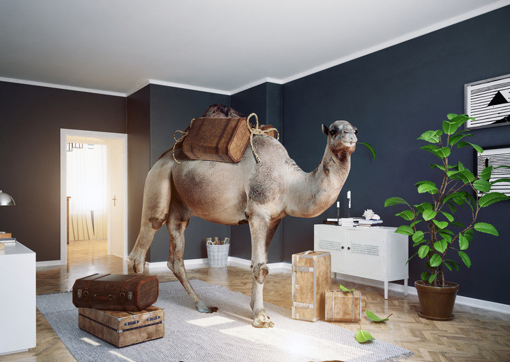 Ảnh: BrightSide Ảnh: BrightSide