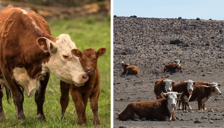 Ảnh: BrightSide Ảnh: BrightSide