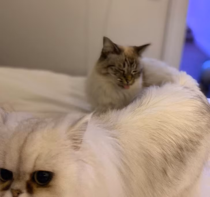 Ảnh:BrightSide Ảnh:BrightSide