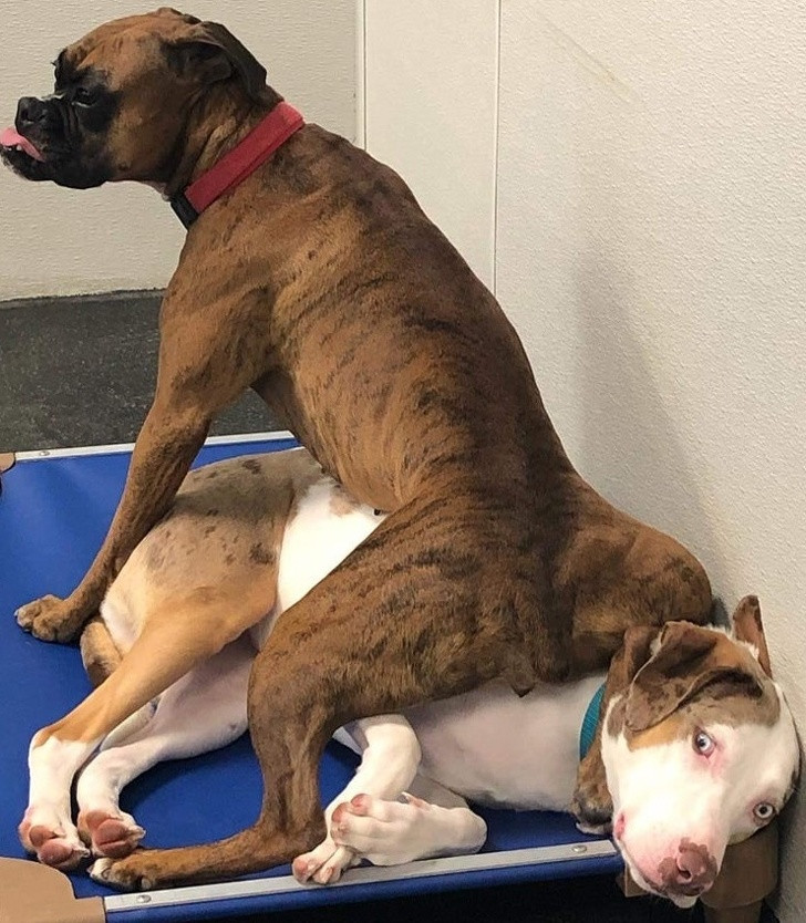 Ảnh: BrightSide Ảnh: BrightSide