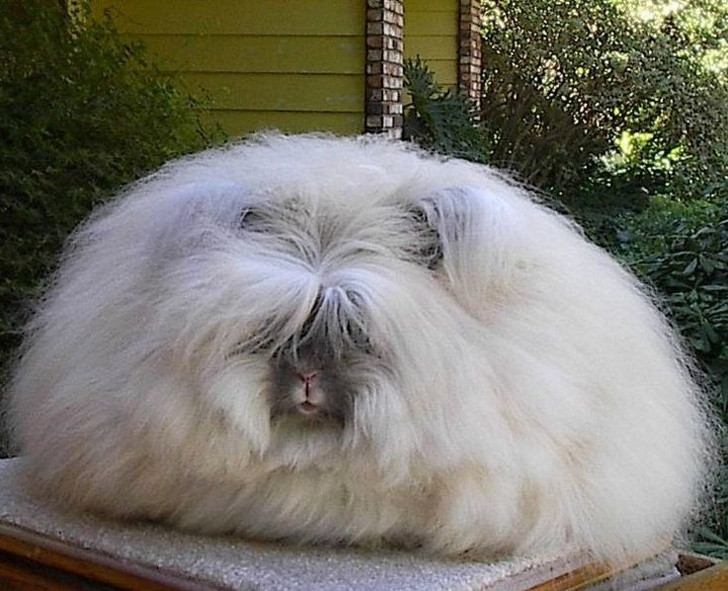 Ảnh: BrightSide Ảnh: BrightSide