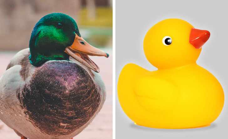 Ảnh: BrightSide Ảnh: BrightSide