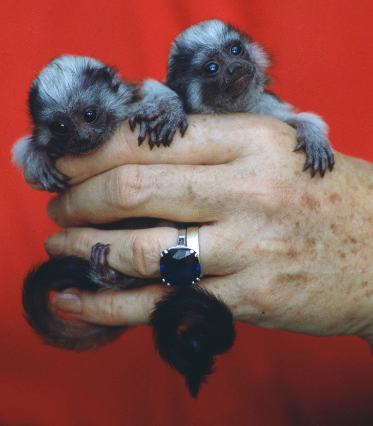 Ảnh: BrightSide Ảnh: BrightSide