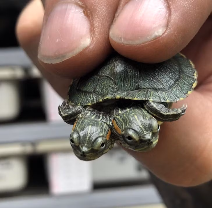 Ảnh: BrightSide Ảnh: BrightSide