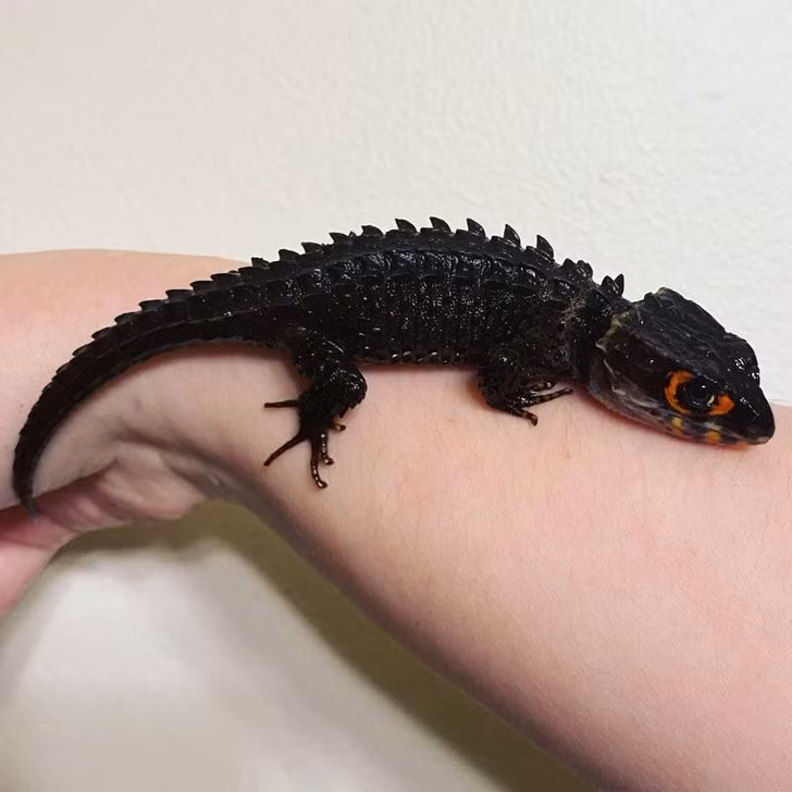 Ảnh: BrightSide Ảnh: BrightSide