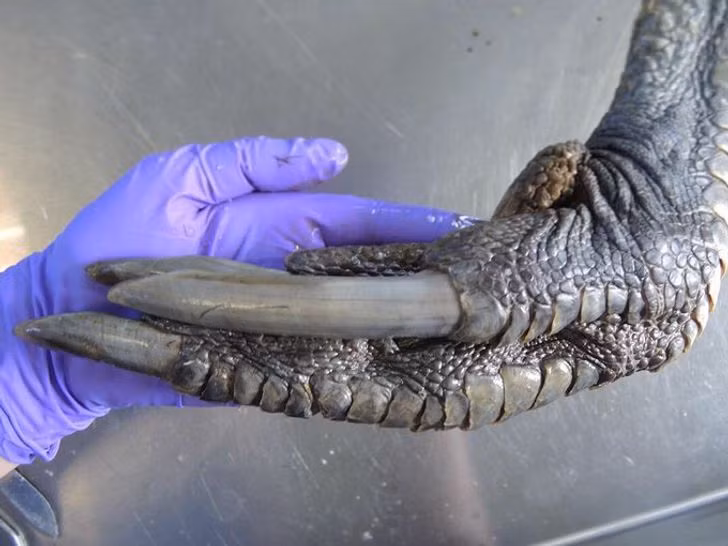 Ảnh: BrightSide Ảnh: BrightSide