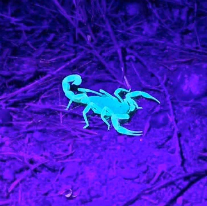 Ảnh: BrightSide Ảnh: BrightSide