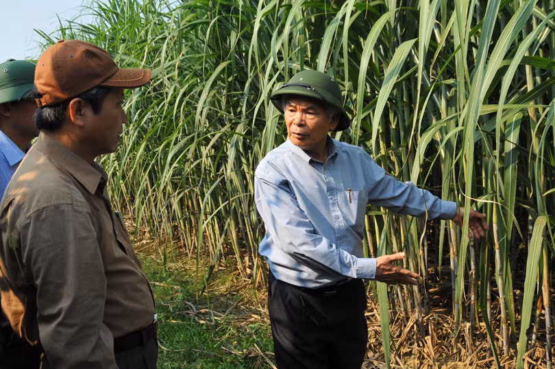 Anh hùng Lao động Lê Văn Tam (bên phải) đang giới thiệu giống mía năng suất cao với các đại biểu tham quan vùng nguyên liệu Anh hùng Lao động Lê Văn Tam (bên phải) đang giới thiệu giống mía năng suất cao với các đại biểu tham quan vùng nguyên liệu