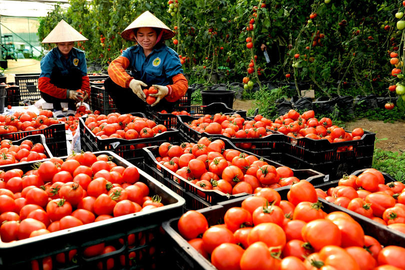 Sản phẩm nông nghiệp sạch tại Khu công - nông nghiệp Lam Sơn - Sao Vàng