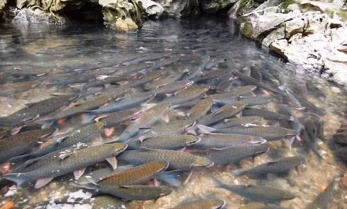 Suối cá thần - điểm đến không thể bỏ qua khi khách du lịch đến Thanh Hóa