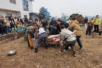 Khách từ khắp nơi đến giúp bắt lợn. Ảnh: Worldjournal.