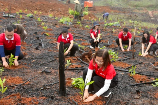SeABank trao tặng hơn 670.800 cây keo phục hồi rừng Hà Tĩnh