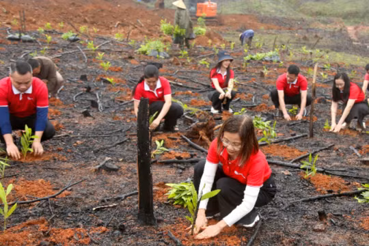 SeABank trao tặng hơn 670.800 cây keo phục hồi rừng Hà Tĩnh