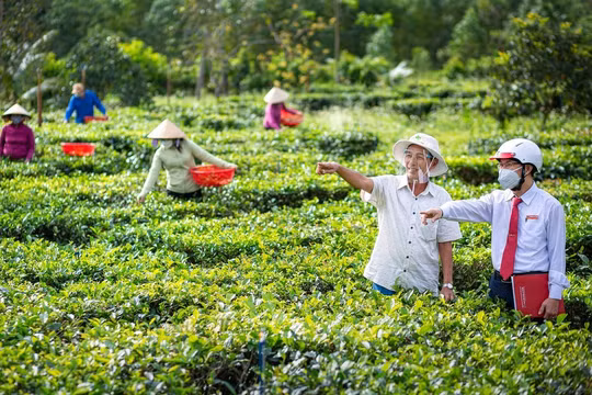 Agribank điều hành tín dụng kiên định vì mục tiêu phát triển bền vững