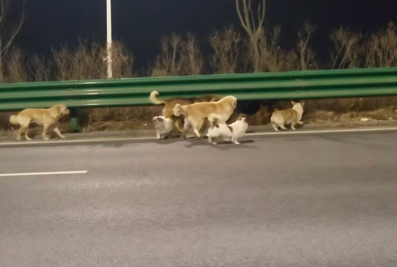 Một video từ Trung Quốc được cho là ghi lại cảnh một đàn chó đang vui vẻ du hành. Ảnh: Douyin.