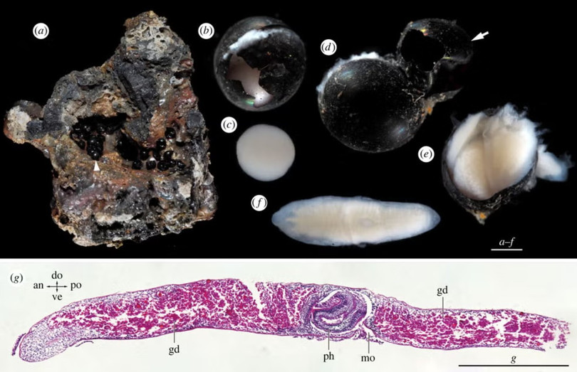 Những quả trứng đen được các nhà khoa học thu từ đáy biển sâu. Ảnh: PM.